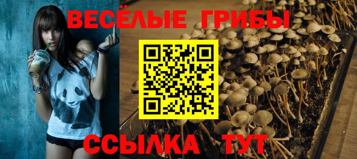 Галлюциногенные грибы Psilocybe Каменск-Шахтинский