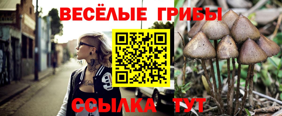 продажа наркотиков  Вход с VPN  Каменск-Шахтинский  Псилоцибиновые грибы Magic Shrooms 